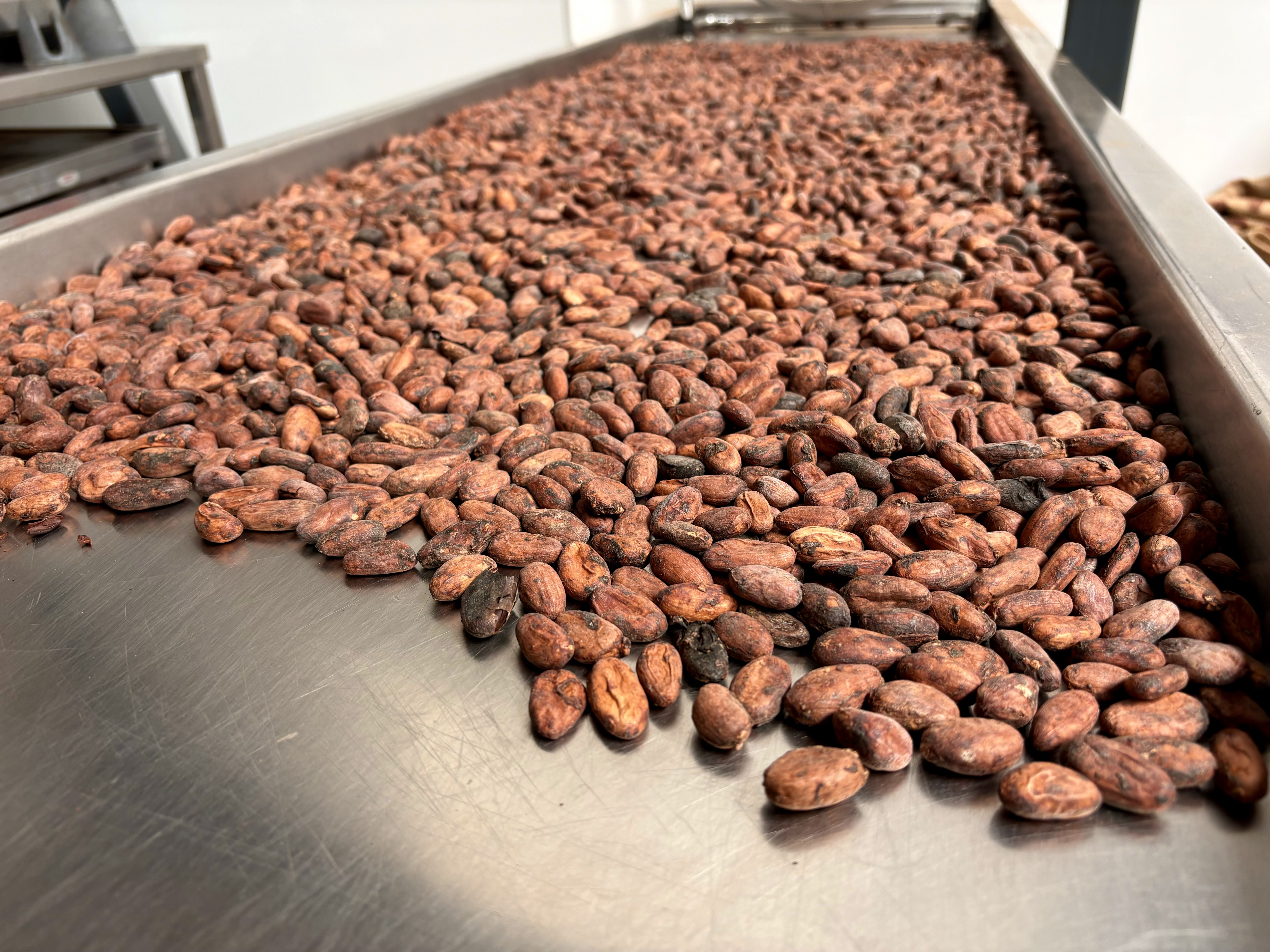 Close-up view of a large metal tray filled with raw cocoa beans spread out evenly. The beans are reddish-brown and have a rough texture, indicating they are unprocessed. The tray is part of an industrial setting with stainless steel surfaces visible in the background.