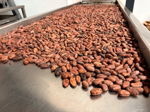 Close-up view of a large metal tray filled with raw cocoa beans spread out evenly. The beans are reddish-brown and have a rough texture, indicating they are unprocessed. The tray is part of an industrial setting with stainless steel surfaces visible in the background.
