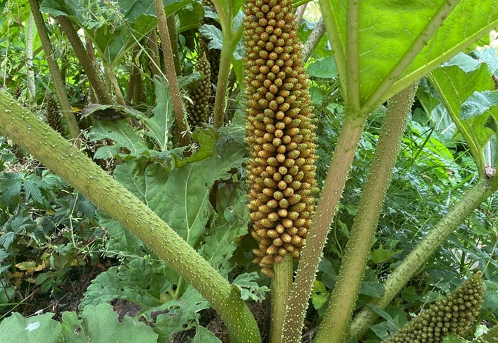 A plant at the Sheffield Botanical Gardens