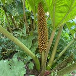 A plant at the Sheffield Botanical Gardens