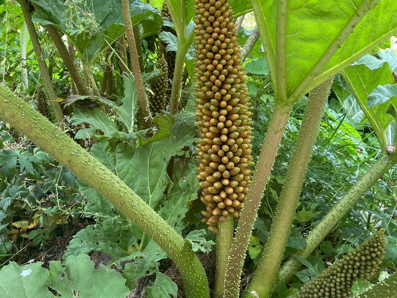 A plant at the Sheffield Botanical Gardens