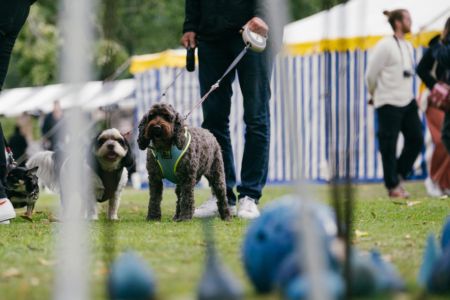Three dogs on leads are being led amongst stalls set up at the Art in the Gardens art show.