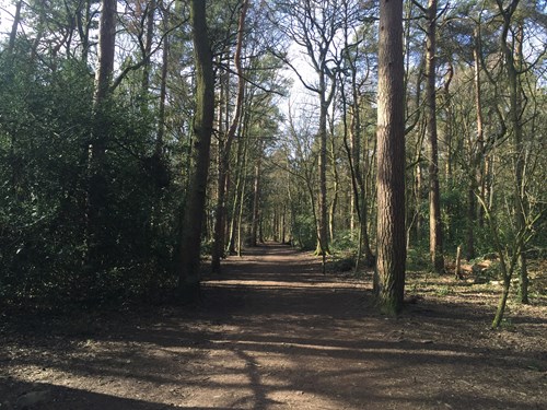 A wide dirt path runs through a forest with tall trees on both sides. The trees have slender trunks and sparse branches, allowing sunlight to filter through, casting shadows on the ground. Green foliage lines the path, and the scene conveys a peaceful woodland setting under clear daylight.