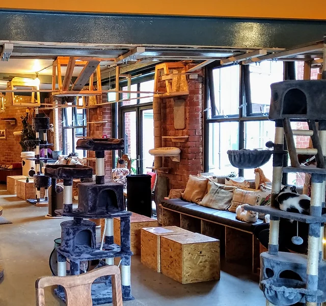 Inside Tabby Teas Cat Cafe.