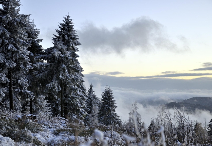 Fir trees in the Black Forest at dawn. Everywhere is dusted with snow and their is fog visible in the lowlands beyond.