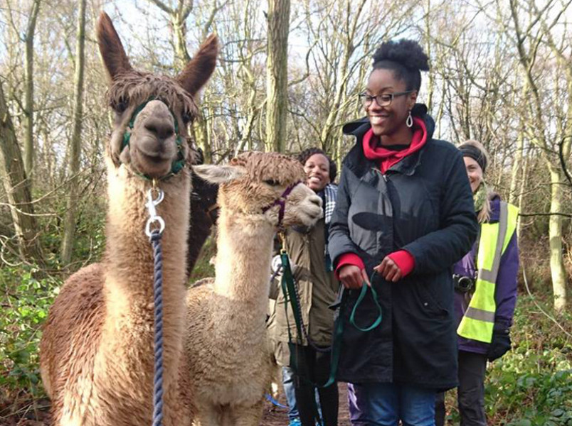 A group of people out walking with Alpacas.