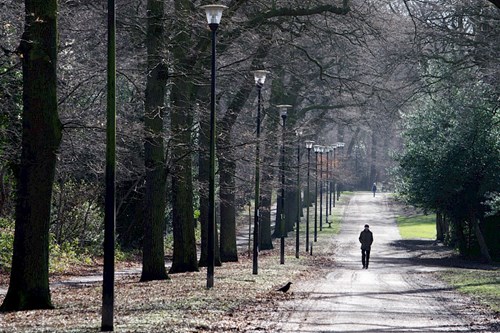 A tree-lined park path with evenly spaced lampposts stretching into the distance. The ground is covered with a mix of gravel and scattered leaves, and bare branches suggest a late autumn or winter season. A person is walking along the path, and another figure is visible farther away. Sunlight filters through the trees, creating soft shadows on the pathway.