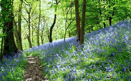 Wild flowers at Woolley Woods