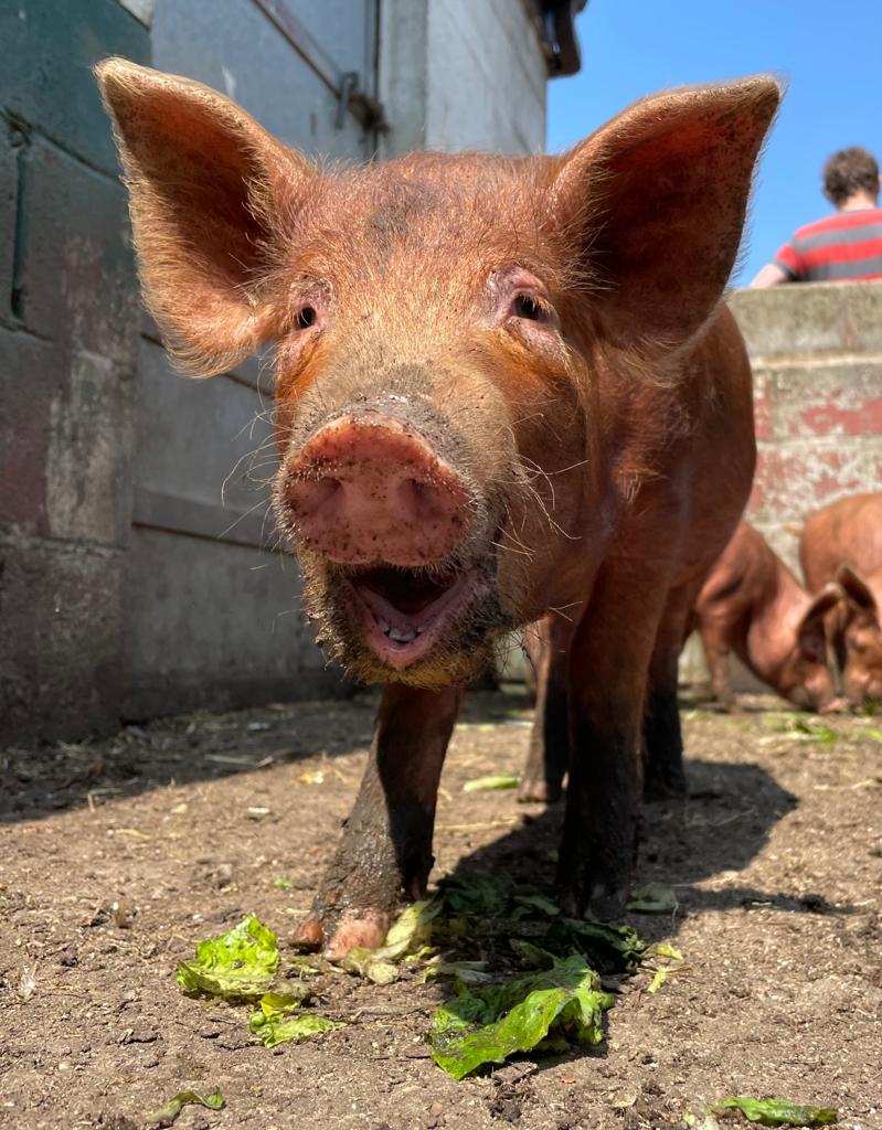 Pigs at Heeley City Farm.