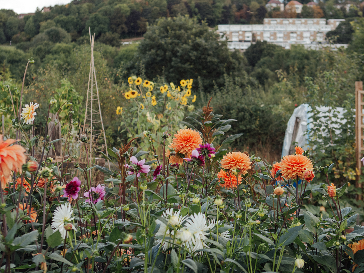 An allotment full of flowers and plants.