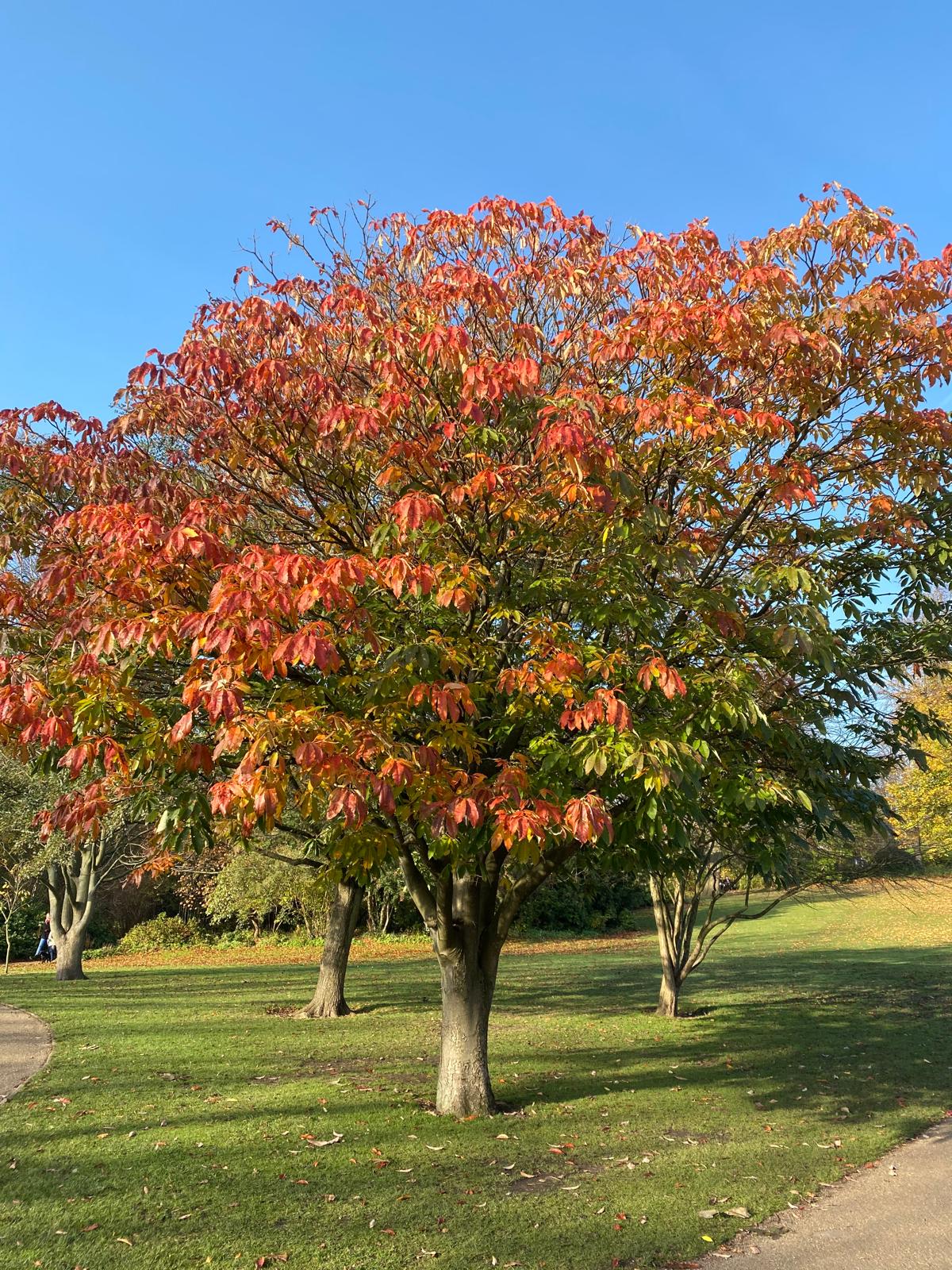Trees at  The Botanical Gardens in Sheffield.