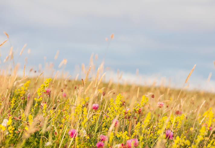 A meadow of wild flowers.