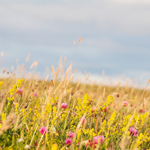 A meadow of wild flowers.