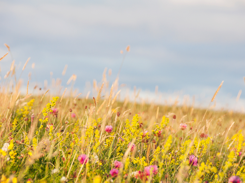 A meadow of wild flowers.