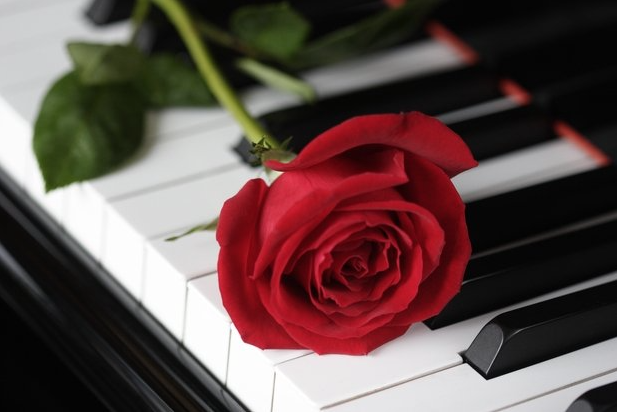 A red rose lying on a piano keyboard.