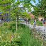 A small tree is surrounded by grasses and wild flowers.