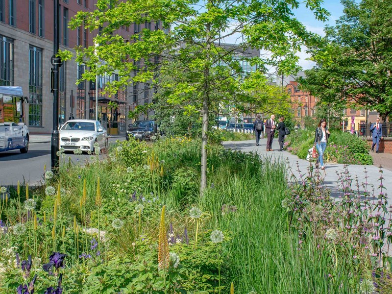 A small tree is surrounded by grasses and wild flowers.
