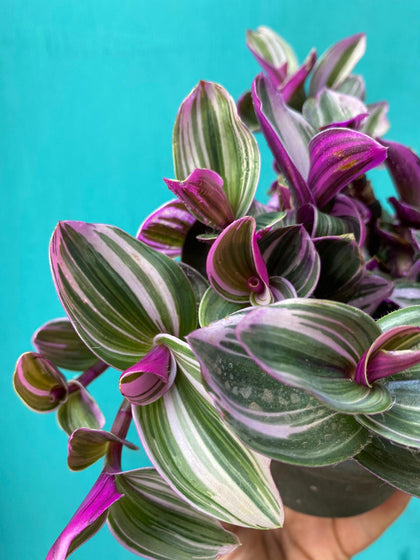 Close up detail of a house plant.