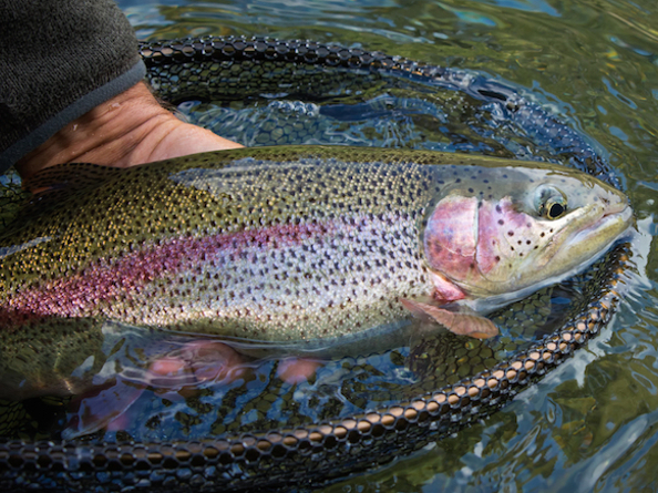 A close-up of a fish in a net, just about to be released after being caught.