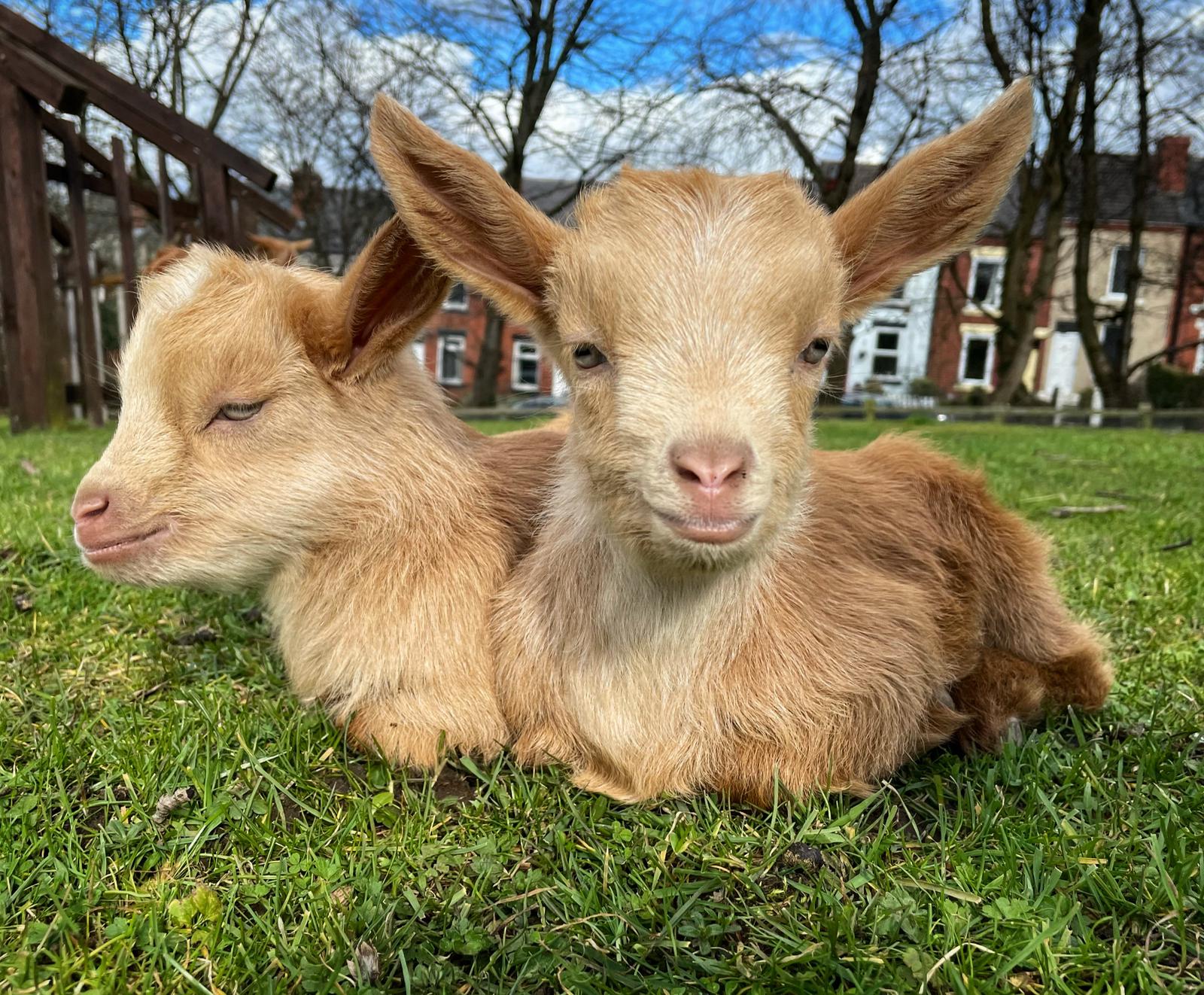 Baby goats at Heeley City Farm.