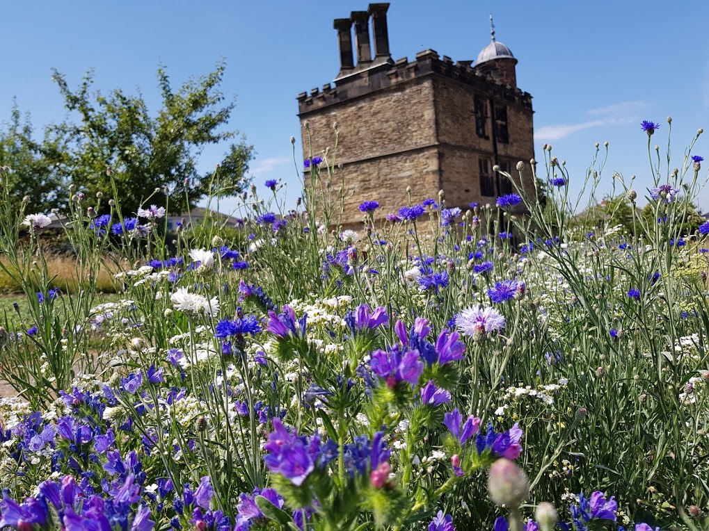 Wild flowers at Sheffield Manor Lodge