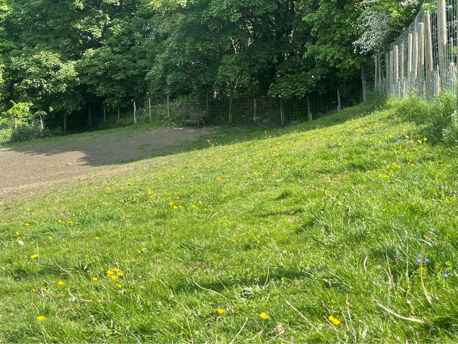 A grassy fenced in area, surrounded by trees, at Rivelin Valley Dog Park.