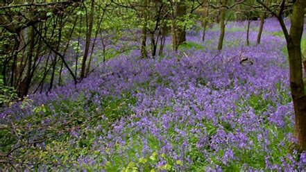 Bluebells at Woolley Woods.