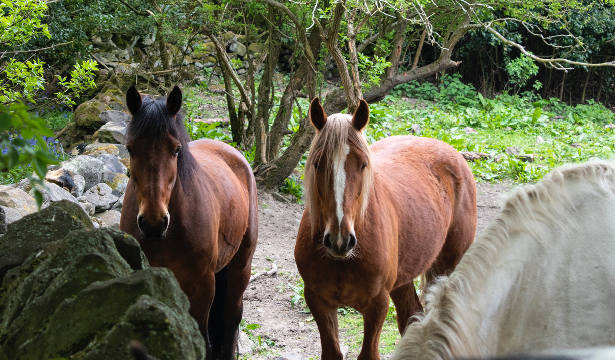 Three horses in a field, next to an old, mossy stone wall.