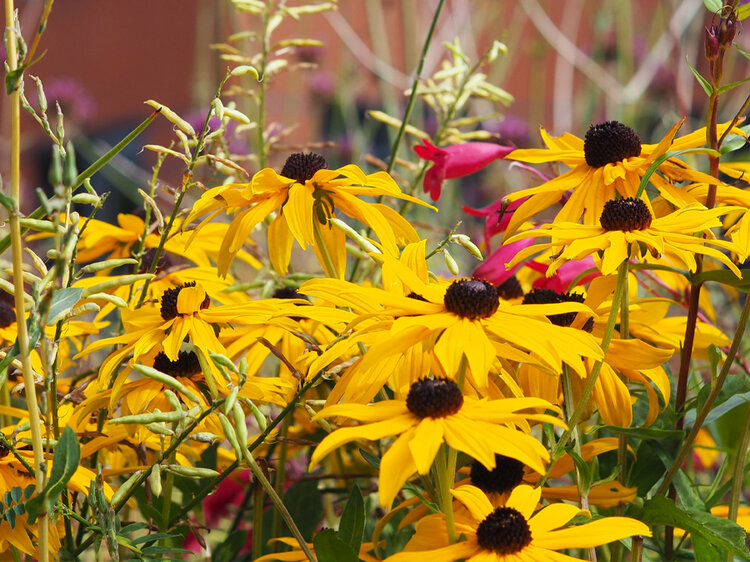 A close-up of bright yellow flowers as part of the planting at Grey To Green.