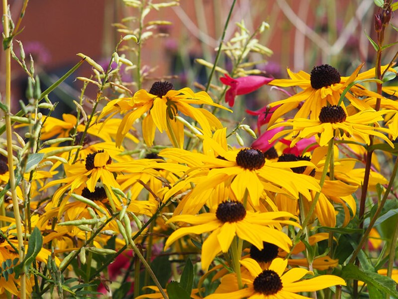 A close-up of bright yellow flowers as part of the planting at Grey To Green.