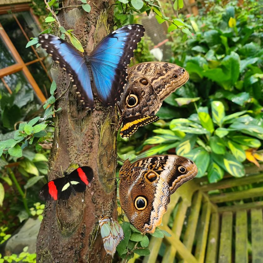 Several different breeds of butterfly resting on a tree trunk.