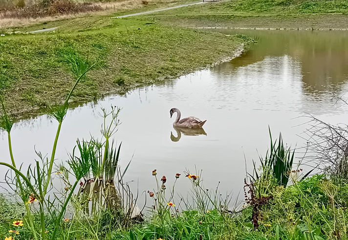 A duck in the middle of a small body of water surrounded by grassy banks.