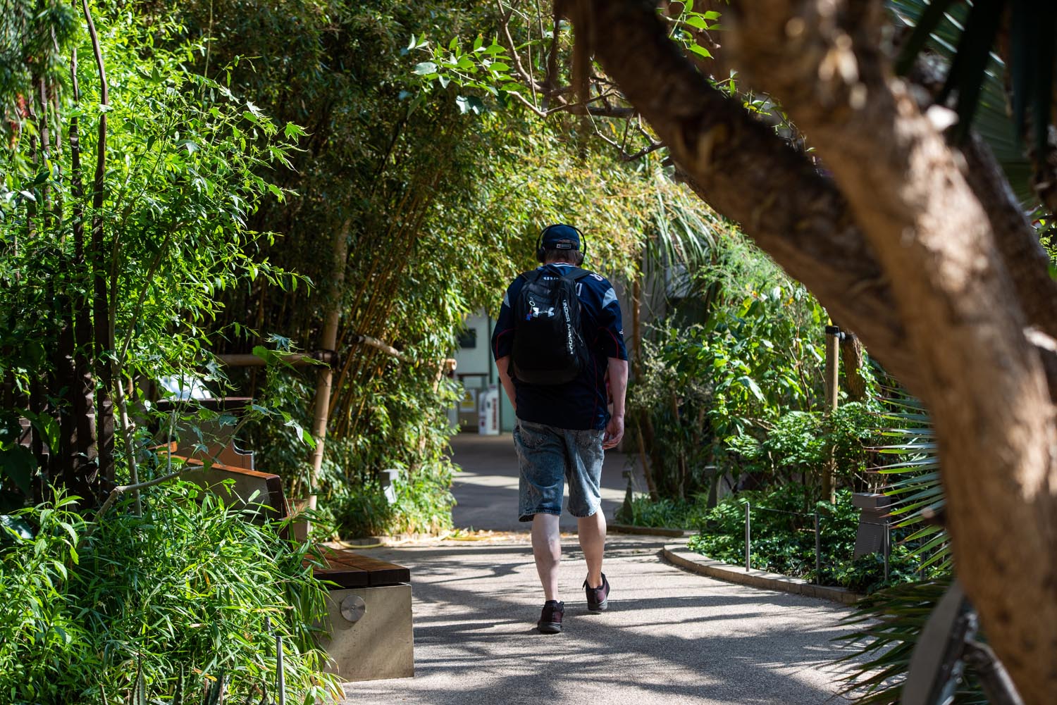 A man with a rucksack walks amongst the plants in the Sheffield Winter Garden.