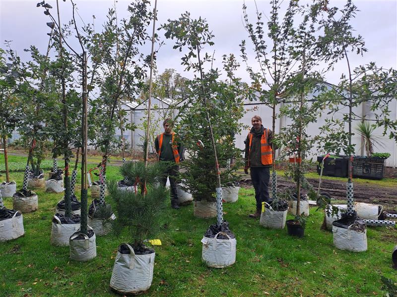 Two people in high viz vest are stand on a grassy area surrounded by trees (with their root balls in bags) that are ready to be planted.