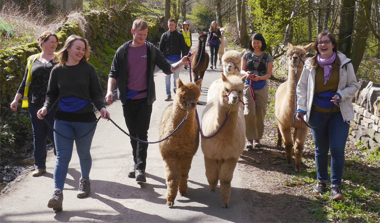 A group of people out walking with Alpacas.