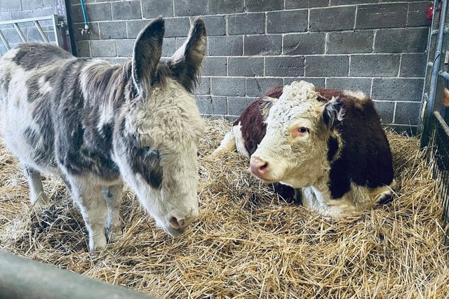 Cows at Whirlow Hall Farm.