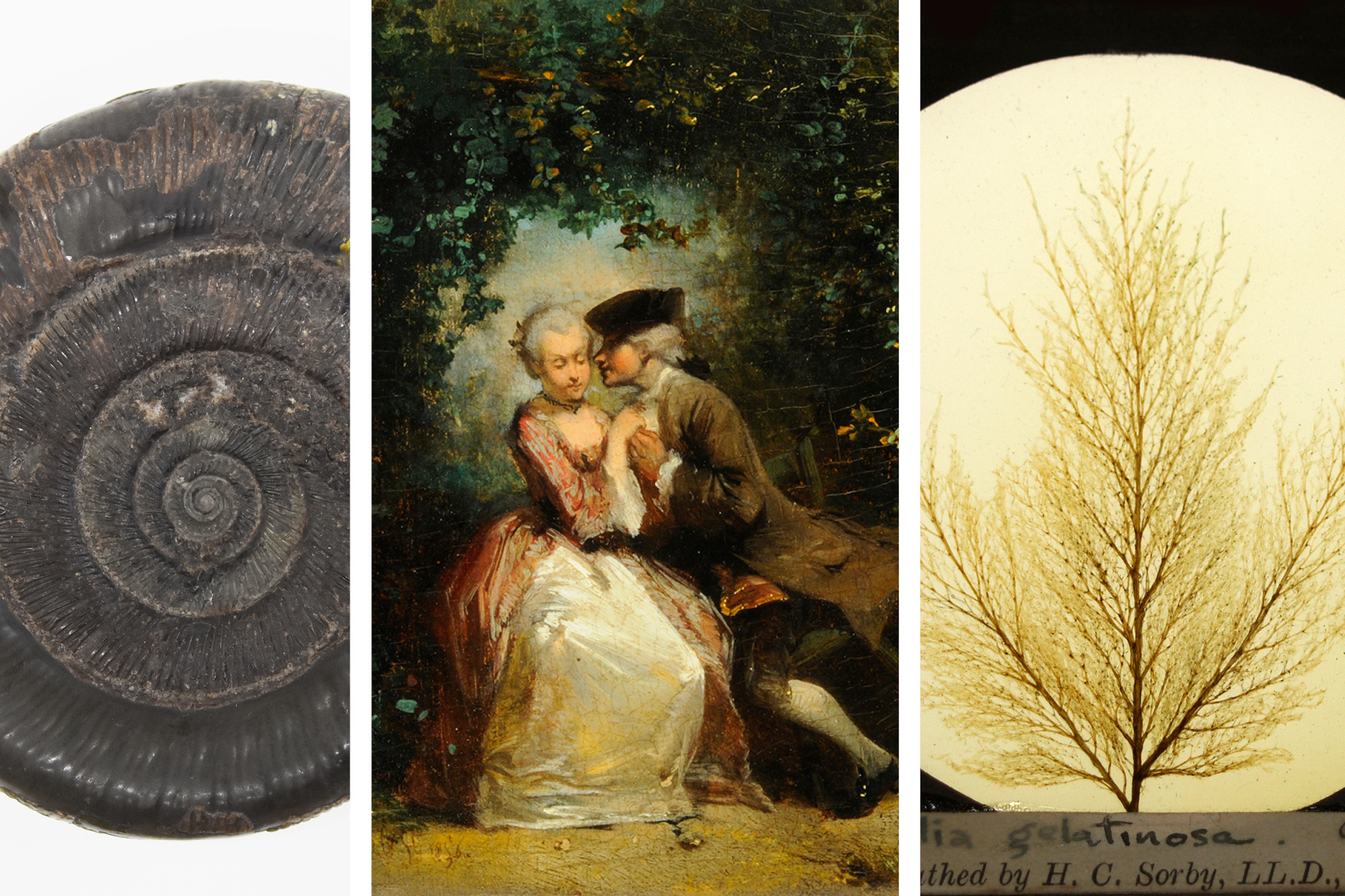 A composite image featuring three distinct items. On the left is a dark, spiral-shaped fossil with visible ridges and texture. In the center is a classic painting depicting two figures seated outdoors in historical attire, surrounded by lush greenery. On the right is a delicate botanical specimen displayed against a light circular background, resembling fine branches or seaweed, with handwritten text partially visible at the bottom.