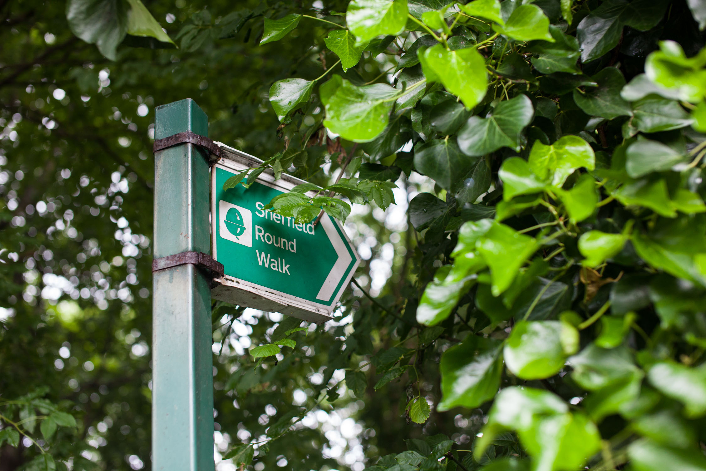 Green Sheffield Round Walk sign beneath the trees.