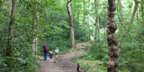 Person walking along a dirt path in a dense green forest with two small children. The trail is surrounded by tall trees and thick foliage, and the ground is covered with leaves and branches.