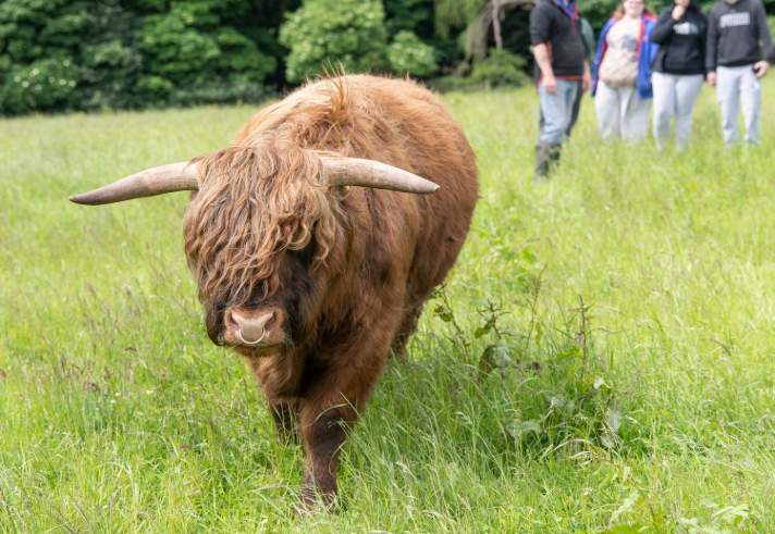 Three people and a guide looking at a Highland cow.