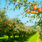 An apple orchard with rows of trees filled with fruit.