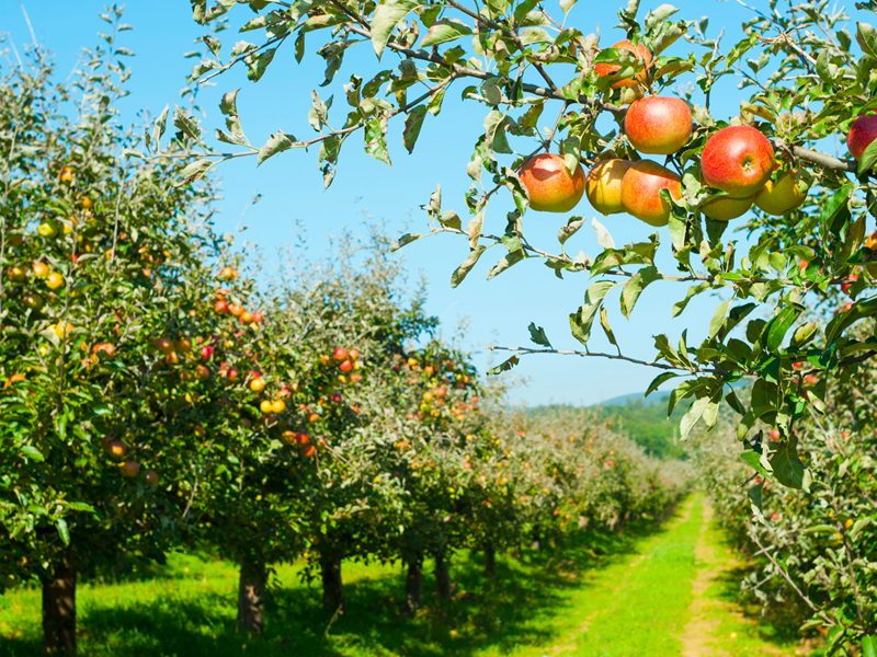 An apple orchard with rows of trees filled with fruit.