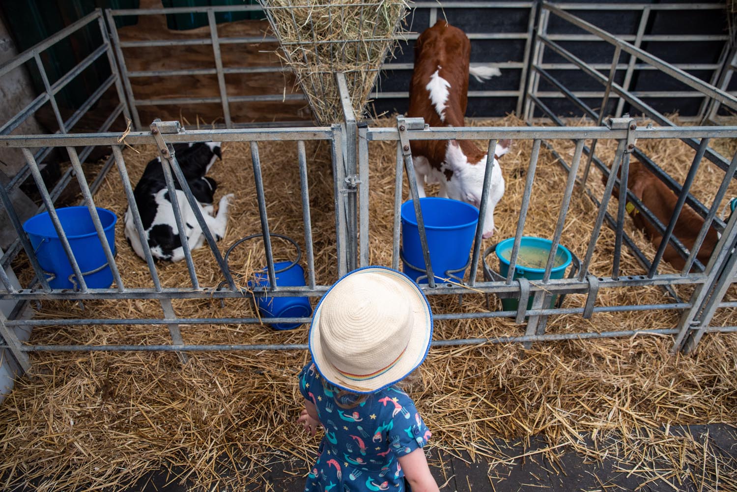 A child looking at two calves in pens.