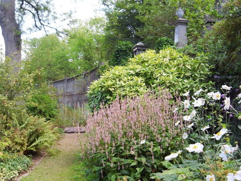 Flowers growing at the Sheffield General Cemetery