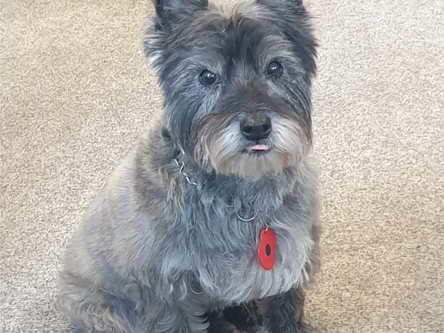 Alfie the dog at the Sheffield Antiques Centre.