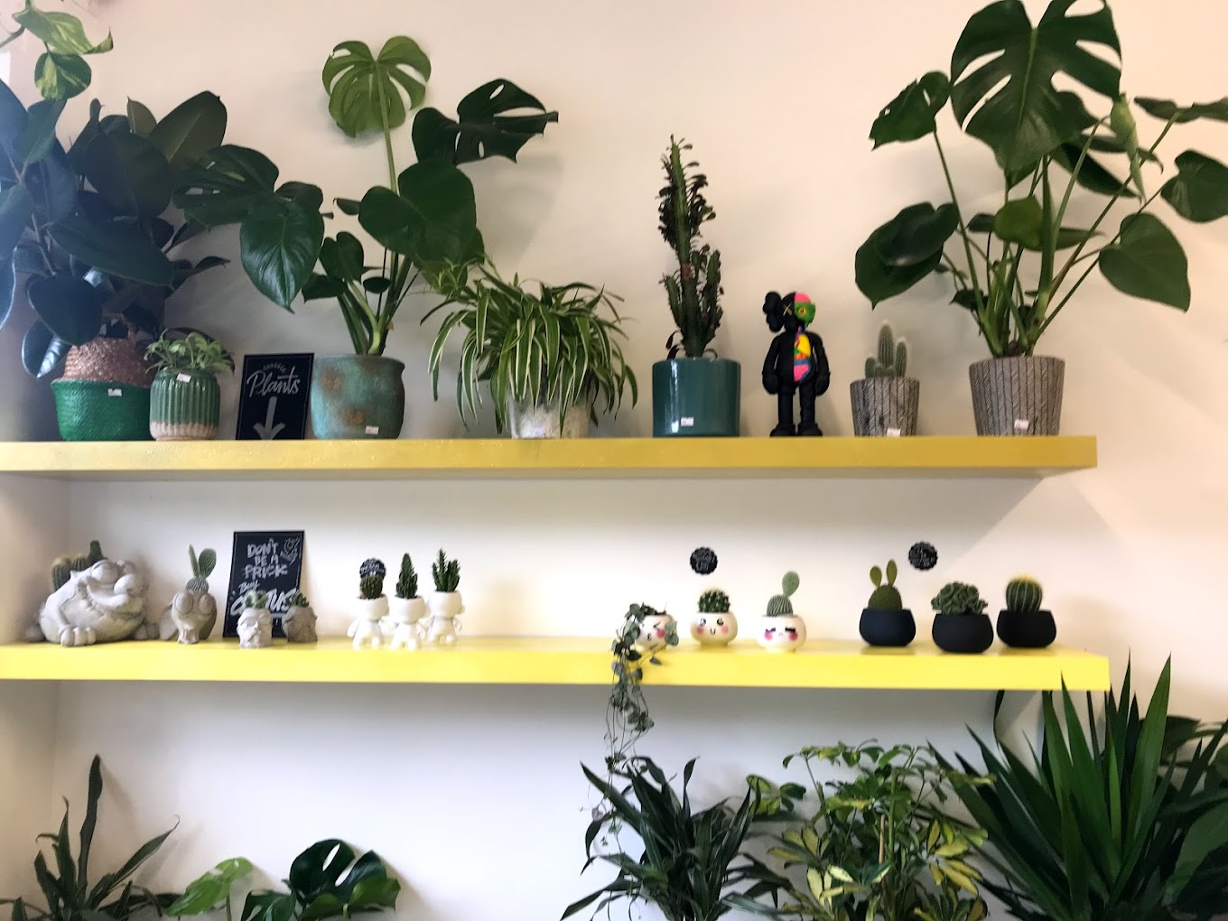 Two wall shelves stocked with house plants and cacti.