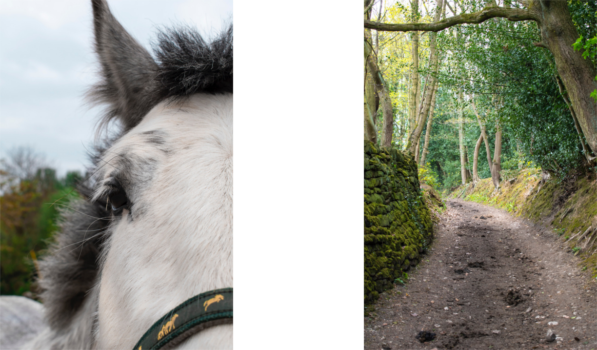 A close up of a white horses face and a picture of a dirt track running through a wooded area.