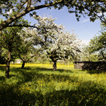 An orchard with trees in blossom.