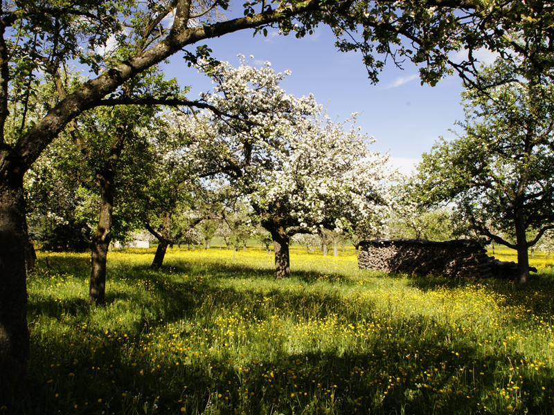 An orchard with trees in blossom.