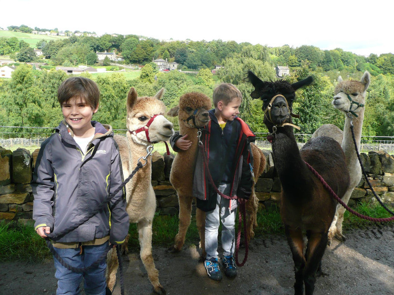 Two children are stood smiling with four alpacas, just about to set off for a walk from Holly Hagg.